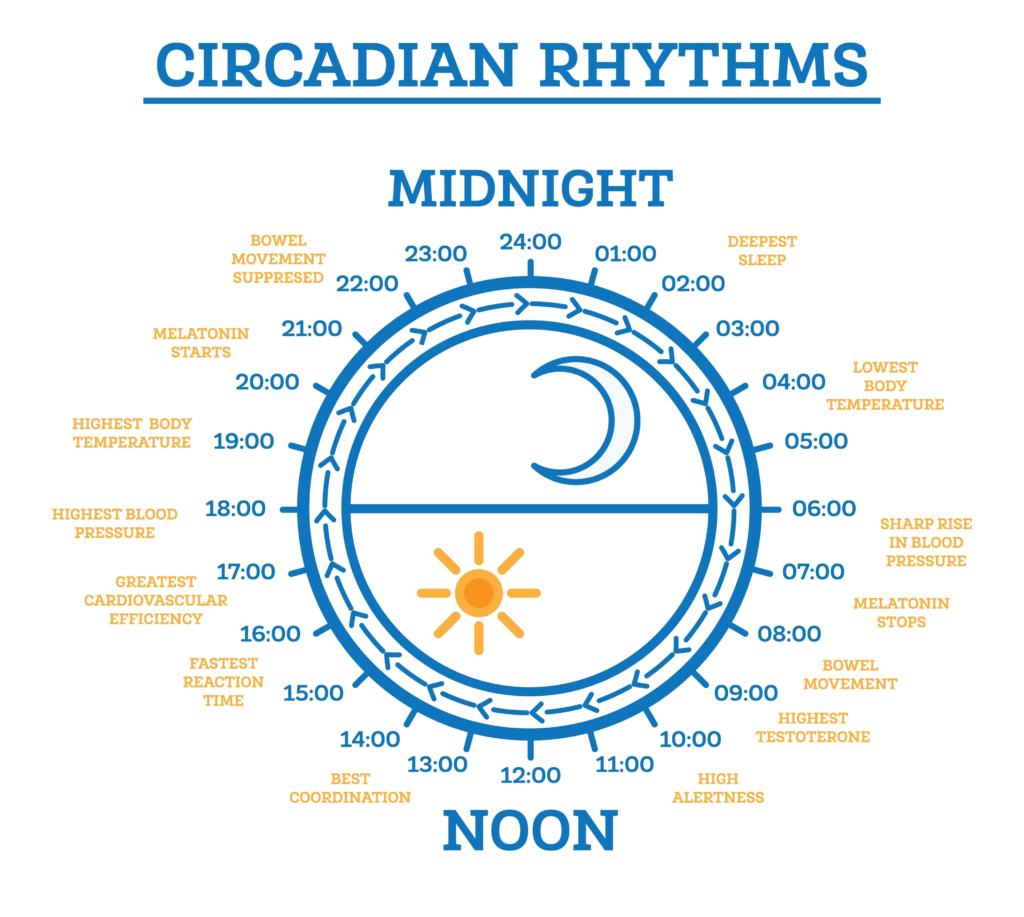 Circadian Rhythm. Scheme of Sleep Wake Cycle. Infographic Elements.
